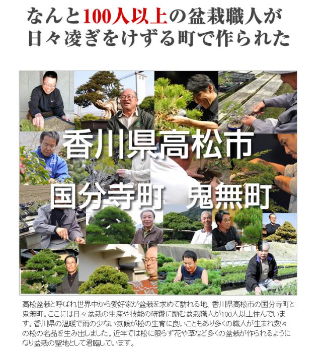 盆栽お試し チビ桜