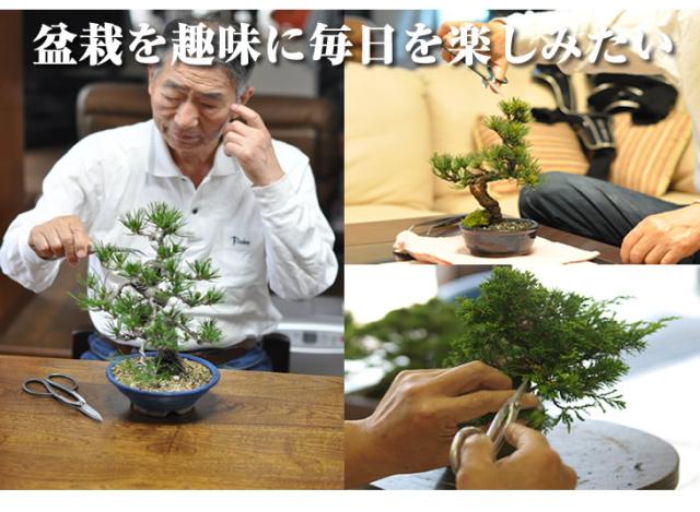 盆栽お試し チビ桜