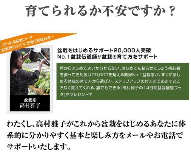 盆栽お試し チビ桜