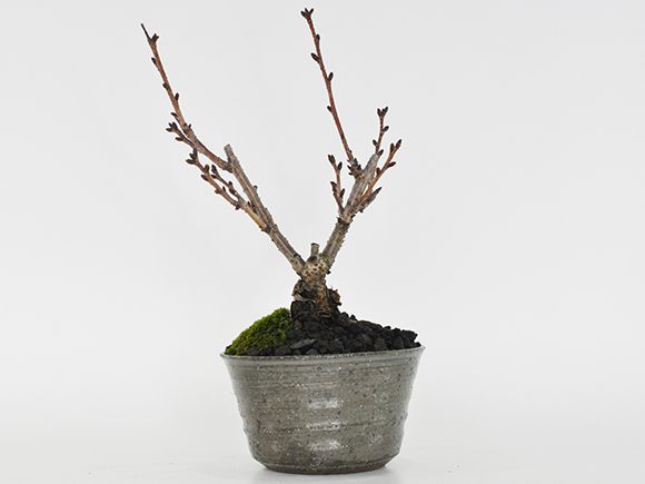 盆栽 桜 風流な盆栽