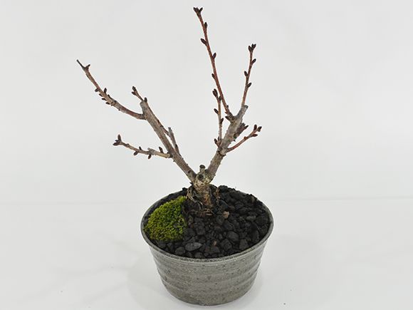盆栽 桜 風流な盆栽