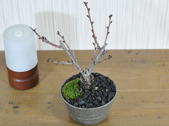 盆栽 桜 風流な盆栽
