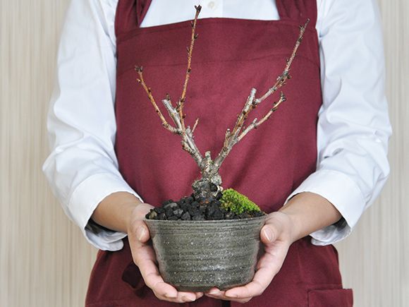 盆栽 桜 風流な盆栽