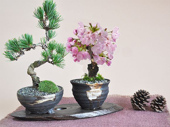 桜 盆栽と松のペアセ
