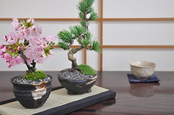 桜 盆栽と松のペアセ