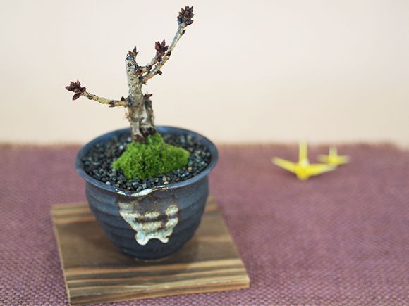 桜 盆栽と松のペアセ