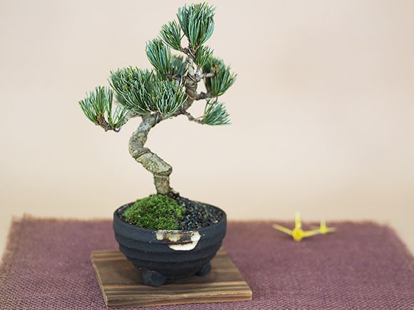 桜 盆栽と松のペアセ