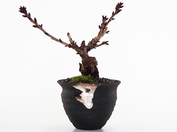 盆栽 ミニ桜のつぼ鉢