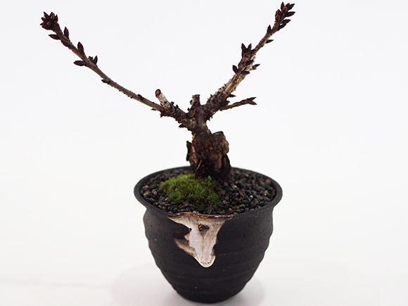 盆栽 ミニ桜のつぼ鉢