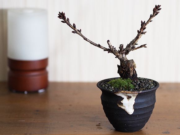 盆栽 ミニ桜のつぼ鉢