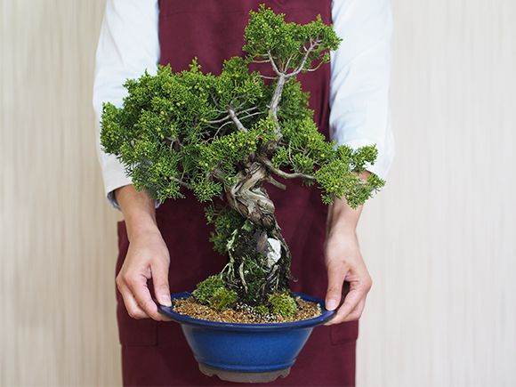 石付き真柏【石付き 真柏 シンパク 盆栽 お祝い】の通販はau PAY