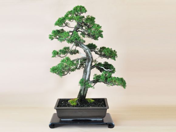 紀州真柏_威風堂々