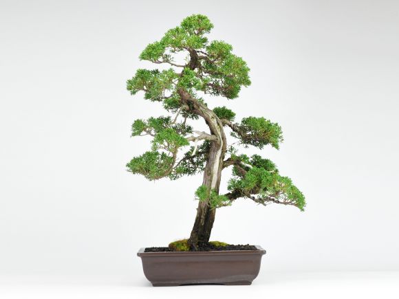 紀州真柏_威風堂々