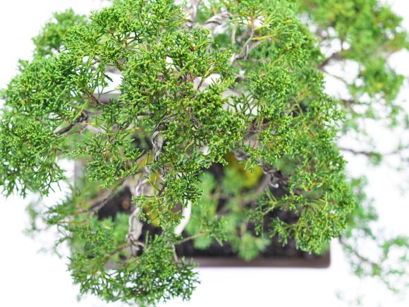 紀州真柏_威風堂々