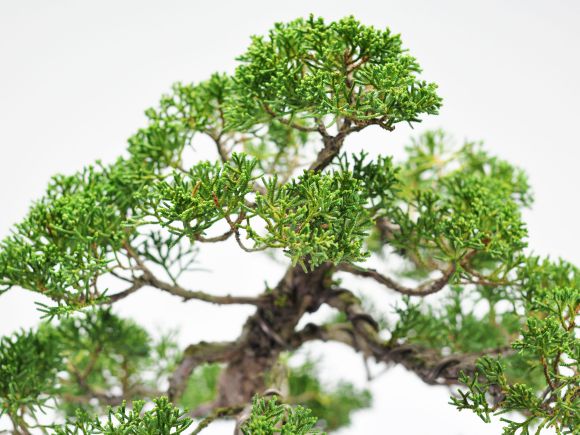 紀州真柏_威風堂々