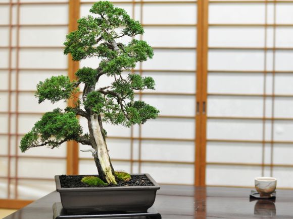 紀州真柏_威風堂々