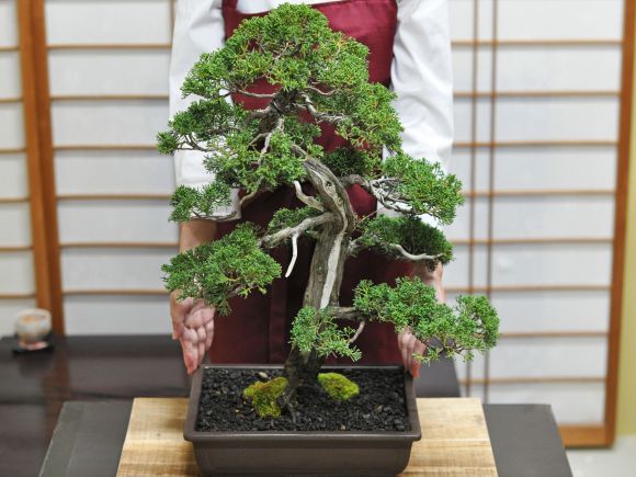 紀州真柏_威風堂々