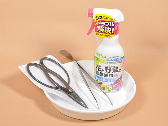 白花長寿梅とはじめて