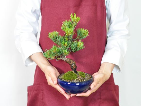 信楽焼き 小紋 (中