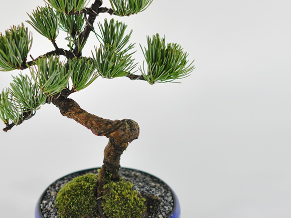 信楽焼き 小紋 (中