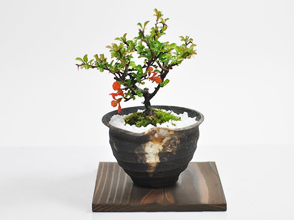 【ギフト 盆栽 開店
