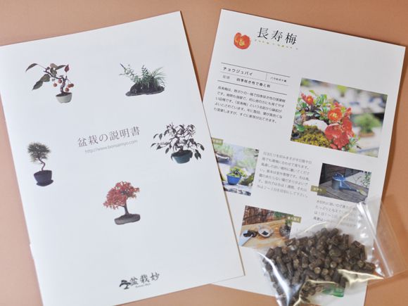 【ギフト 盆栽 開店