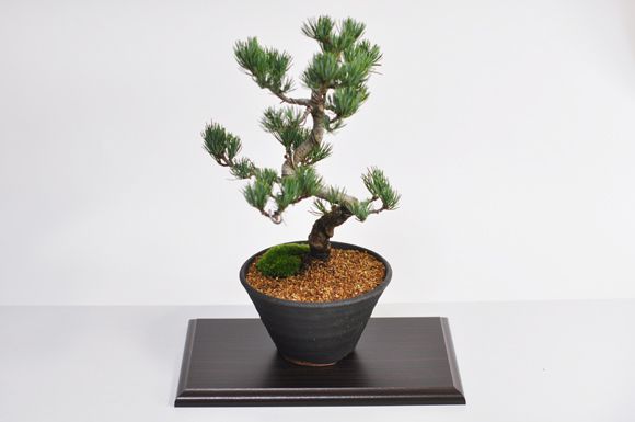 特別な人にバレンタイ