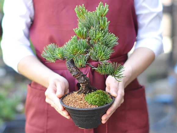 特別な人にバレンタイ