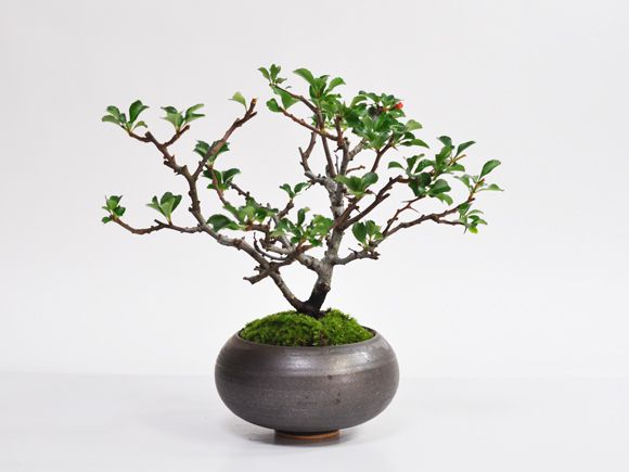 枝振りの良い特選長寿