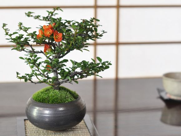 枝振りの良い特選長寿