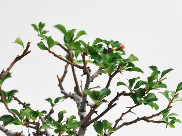 枝振りの良い特選長寿