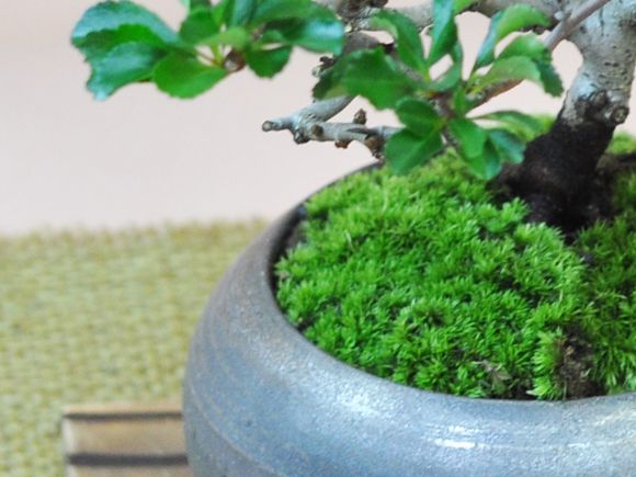 枝振りの良い特選長寿