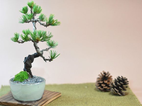 バレンタインの盆栽　