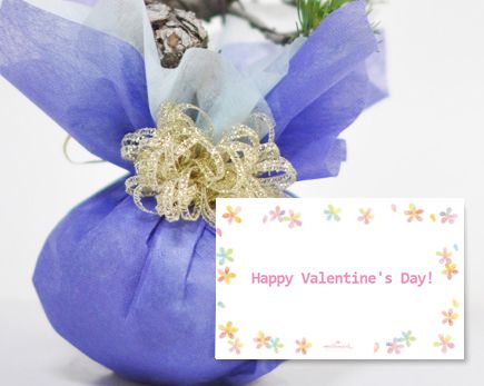 バレンタインの盆栽　