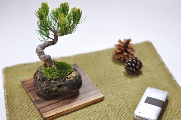 五葉松　石付き【五葉