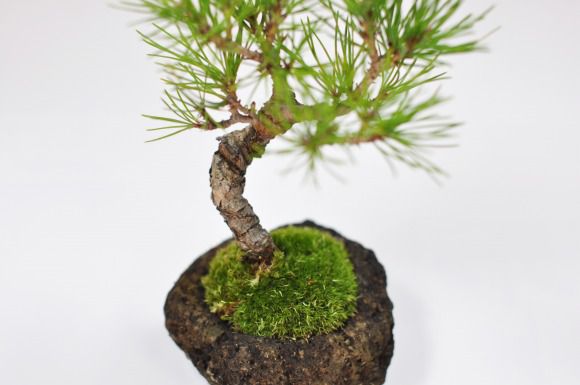 黒松　石付き【黒松　