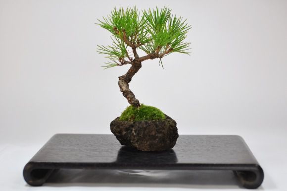 黒松　石付き【黒松　