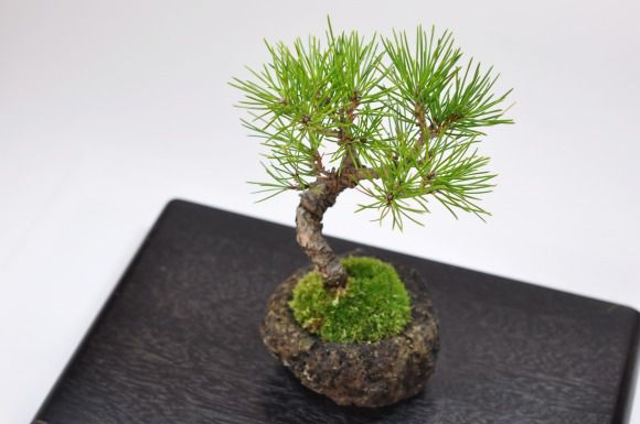 黒松　石付き【黒松　