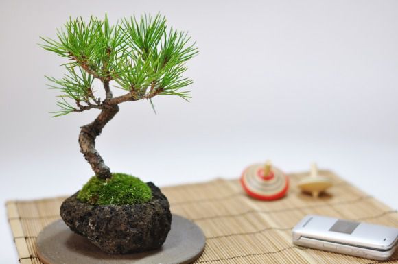 黒松　石付き【黒松　