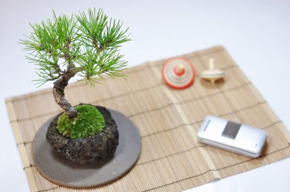 黒松　石付き【黒松　