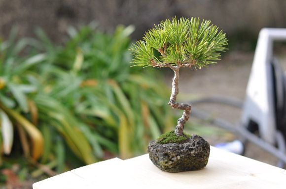 黒松　石付き【黒松　