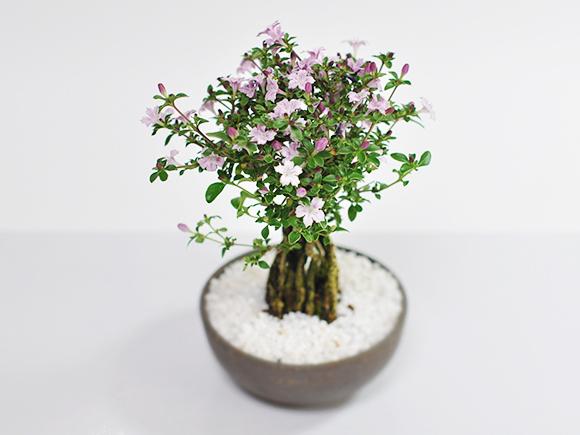 香丁木(コウチョウギ