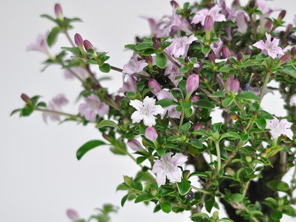 香丁木(コウチョウギ