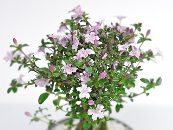 香丁木(コウチョウギ