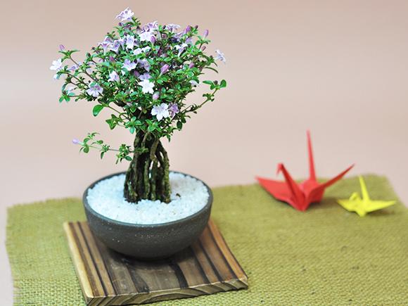 香丁木(コウチョウギ