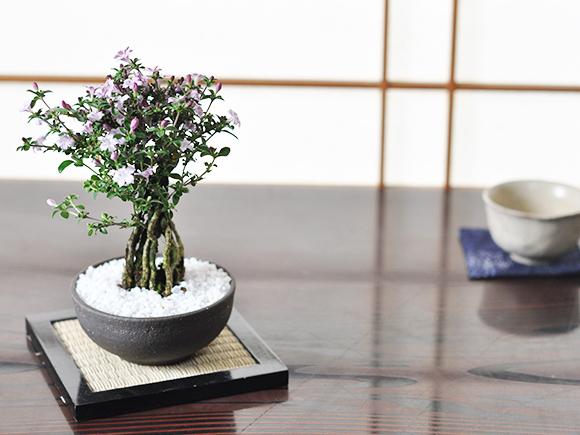 香丁木(コウチョウギ