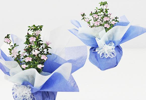 香丁木(コウチョウギ