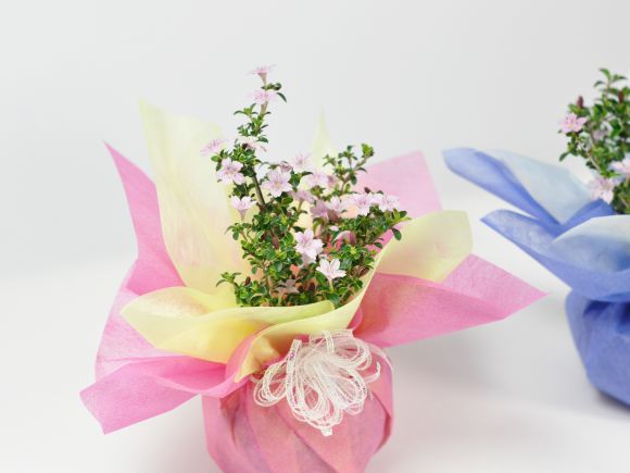 香丁木(コウチョウギ