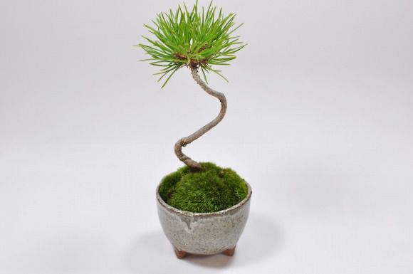 くろまつミニミニ鉢【