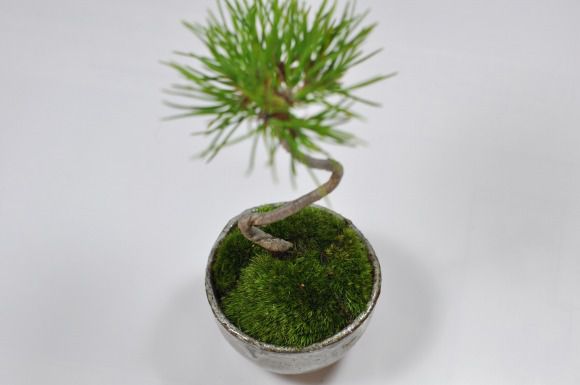 くろまつミニミニ鉢【